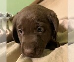 Small Photo #16 Labrador Retriever Puppy For Sale in PUEBLO, CO, USA