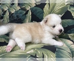 Small Photo #7 Pomsky-Siberian Husky Mix Puppy For Sale in WINDERMERE, FL, USA