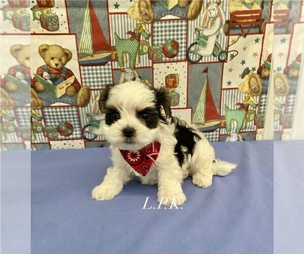 Medium Photo #2 Morkie Puppy For Sale in WINNSBORO, LA, USA