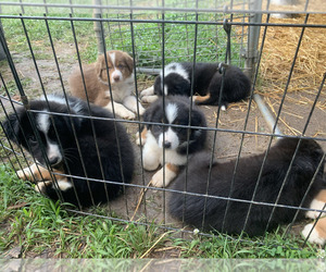 Medium Australian Shepherd