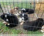 Small Australian Shepherd