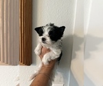 Small Photo #9 Yorkshire Terrier Puppy For Sale in FORT WORTH, TX, USA