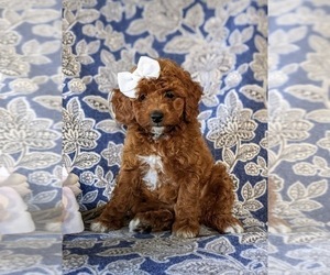 Poodle (Miniature) Puppy for sale in NEW PROVIDENCE, PA, USA