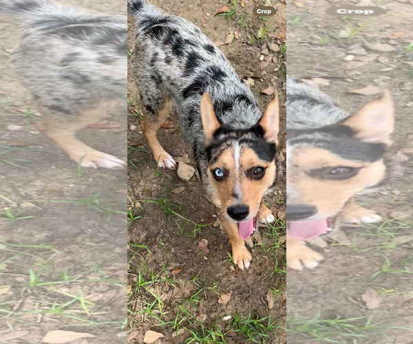 Medium Photo #2 Australian Shepherd-Unknown Mix Puppy For Sale in The Woodlands, TX, USA