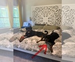 MaryJane - Female Rottweiler Dog for Adoption - Photo #6