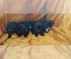 Goldendoodle-Shih Tzu Mix Puppy for sale in DETROIT, MI, USA
