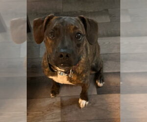 Boston Terrier-Golden Retriever Mix Dogs for adoption in Des Moines, IA, USA