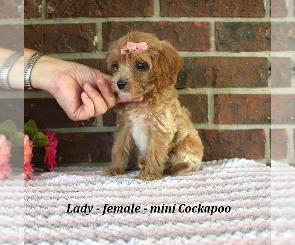 Medium Photo #4 Cockapoo (Miniature) Puppy For Sale in CLARKRANGE, TN, USA