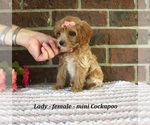 Small #3 Cockapoo (Miniature)