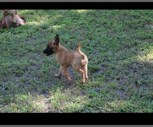 Belgian Malinois Puppy for sale in CONYERS, GA, USA