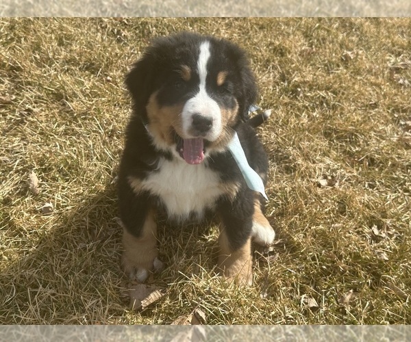 Medium Photo #9 Bernese Mountain Dog Puppy For Sale in ATHENS, WI, USA