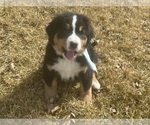 Small #8 Bernese Mountain Dog