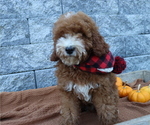 Small Photo #3 Poodle (Miniature) Puppy For Sale in HONEY BROOK, PA, USA