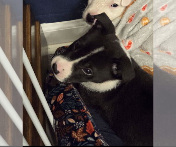 Medium Photo #2 Border Collie-Unknown Mix Puppy For Sale in Ball Ground, GA, USA