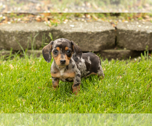 Dachshund Puppy for sale in BREMEN, IN, USA