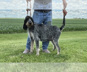 Mother of the Blue Gascony Griffon puppies born on 06/15/2026