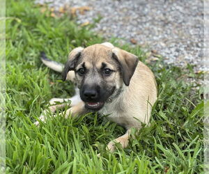 Mutt Dogs for adoption in Brooklyn Center, MN, USA