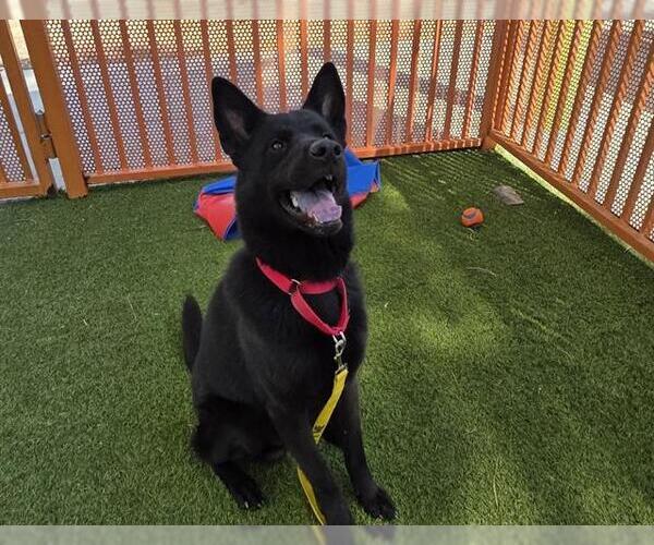 Medium Photo #2 German Shepherd Dog-Unknown Mix Puppy For Sale in Las Vegas, NV, USA