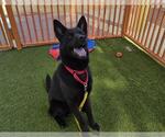 Small #1 German Shepherd Dog Mix