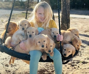 Golden Retriever Puppy for sale in BRIDGEPORT, TX, USA