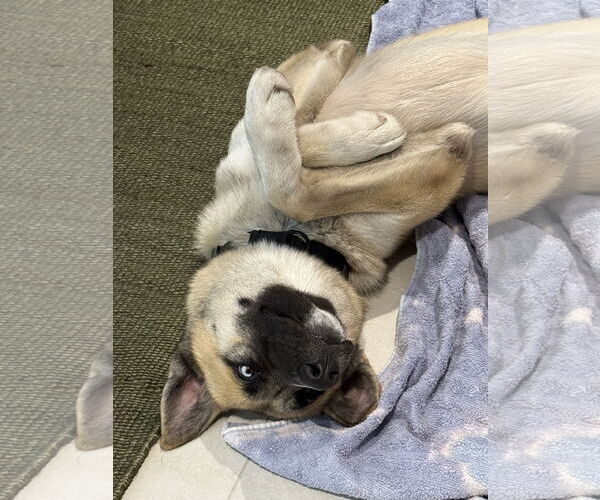 Medium Photo #3 German Shepherd Dog-Unknown Mix Puppy For Sale in Miami, FL, USA