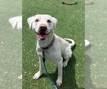 Small Labrador Retriever