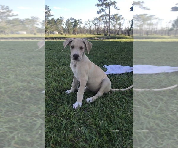 Medium Photo #1 Great Dane Puppy For Sale in LAKE WALES, FL, USA
