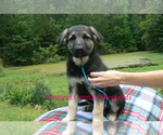 Small #3 German Shepherd Dog