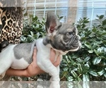 Small Photo #8 French Bulldog Puppy For Sale in ROCKWALL, TX, USA