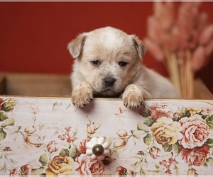 Australian Cattle Dog Puppy for sale in PILOT, VA, USA