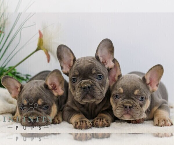 Medium Photo #2 French Bulldog Puppy For Sale in EPHRATA, PA, USA