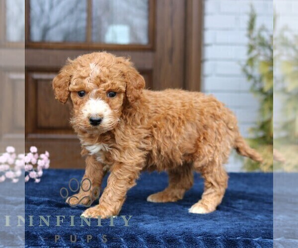 Medium Photo #2 Goldendoodle (Miniature) Puppy For Sale in NARVON, PA, USA