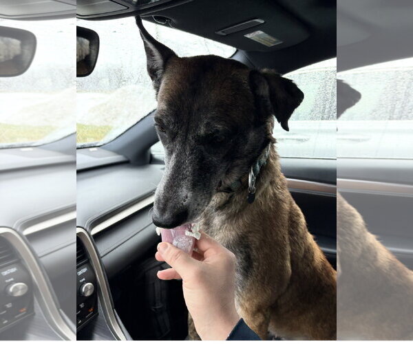 Medium Photo #14 Mutt Puppy For Sale in Stevens Point, WI, USA