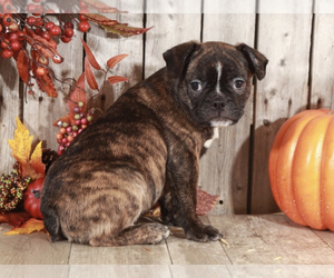 Faux Frenchbo Bulldog Puppy for sale in MOUNT VERNON, OH, USA