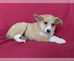 Small Photo #3 Shetland Sheepdog-Unknown Mix Puppy For Sale in PEACH BOTTOM, PA, USA