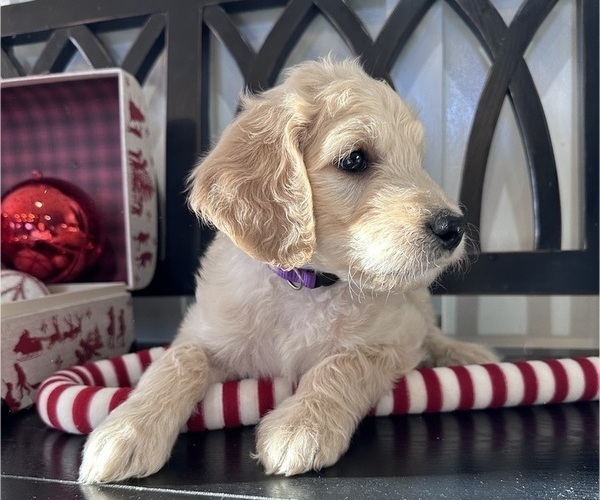Medium Photo #2 Goldendoodle Puppy For Sale in DAWSONVILLE, GA, USA