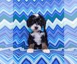 Small Photo #3 Miniature Bernedoodle Puppy For Sale in OXFORD, PA, USA