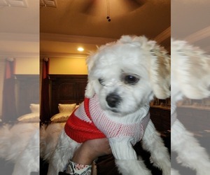 Mal-Shi Puppy for sale in LAS VEGAS, NV, USA
