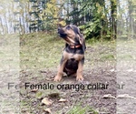 Small Photo #2 Bloodhound Puppy For Sale in PALMER, AK, USA