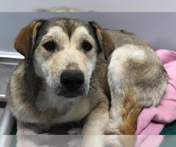 Medium Photo #1 Mutt Puppy For Sale in Thief River Falls, MN, USA