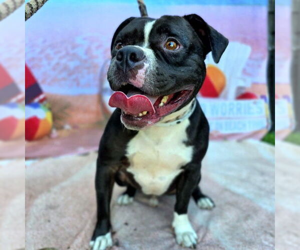 Medium Photo #1 American Pit Bull Terrier-Unknown Mix Puppy For Sale in Long Beach, CA, USA