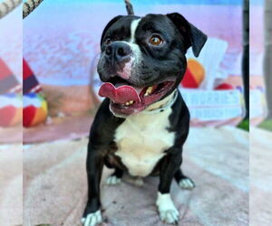 Medium American Pit Bull Terrier Mix