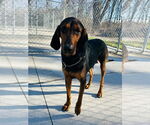 Small #3 Coonhound