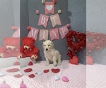 Puppy 5 Golden Labrador-Poodle (Standard) Mix