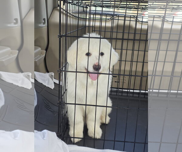 Medium Photo #8 Great Pyrenees Puppy For Sale in Houston, TX, USA
