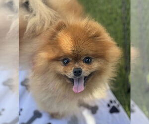 Pomeranian Dogs for adoption in Irvine, CA, USA