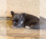 Small Photo #27 French Bulldog Puppy For Sale in WASHINGTON, DC, USA