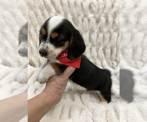 Corgi Basset Puppy for sale in HOUSTON, TX, USA
