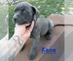 Puppy Kane American Pit Bull Terrier