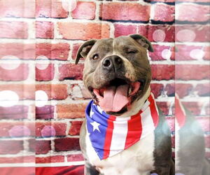 American Pit Bull Terrier Dogs for adoption in DuQuoin, IL, USA